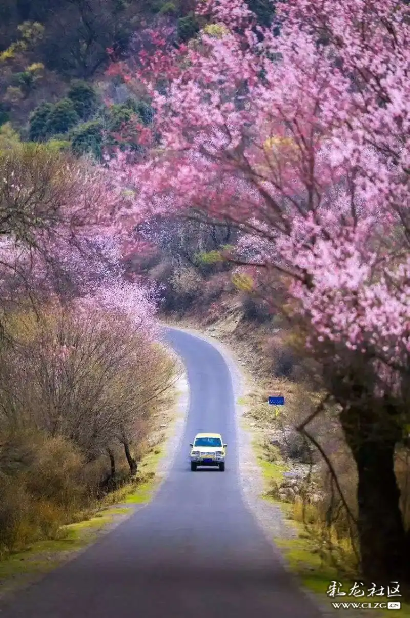 人間仙境林芝桃花