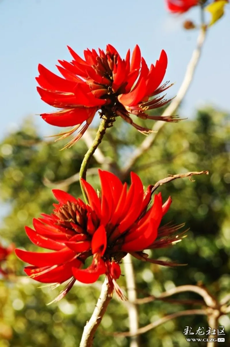 刺桐花开团山红