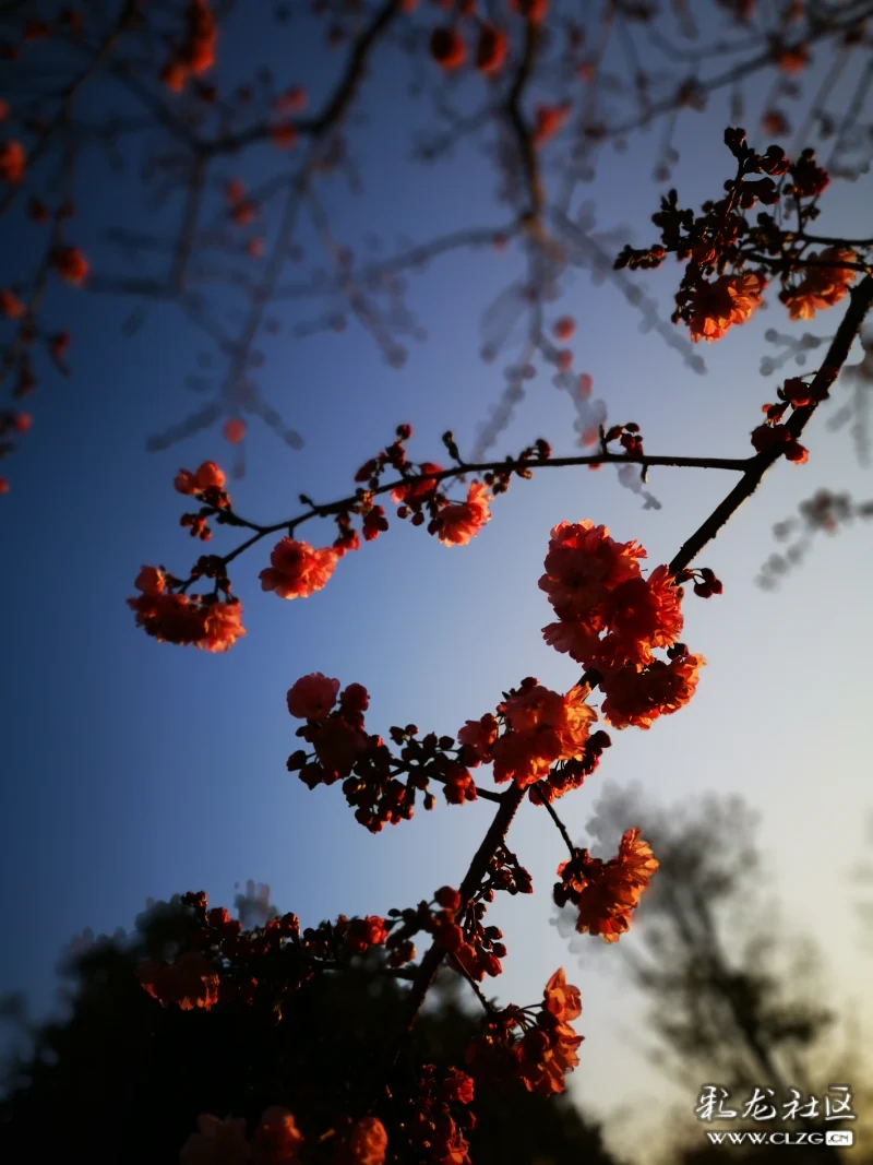 朝霞中的海棠花