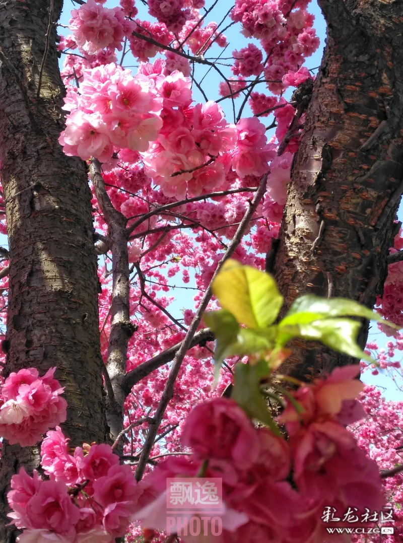 烟花三月樱红满天