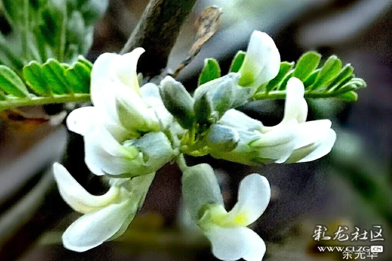 洁白的苦刺花-彩龙社区