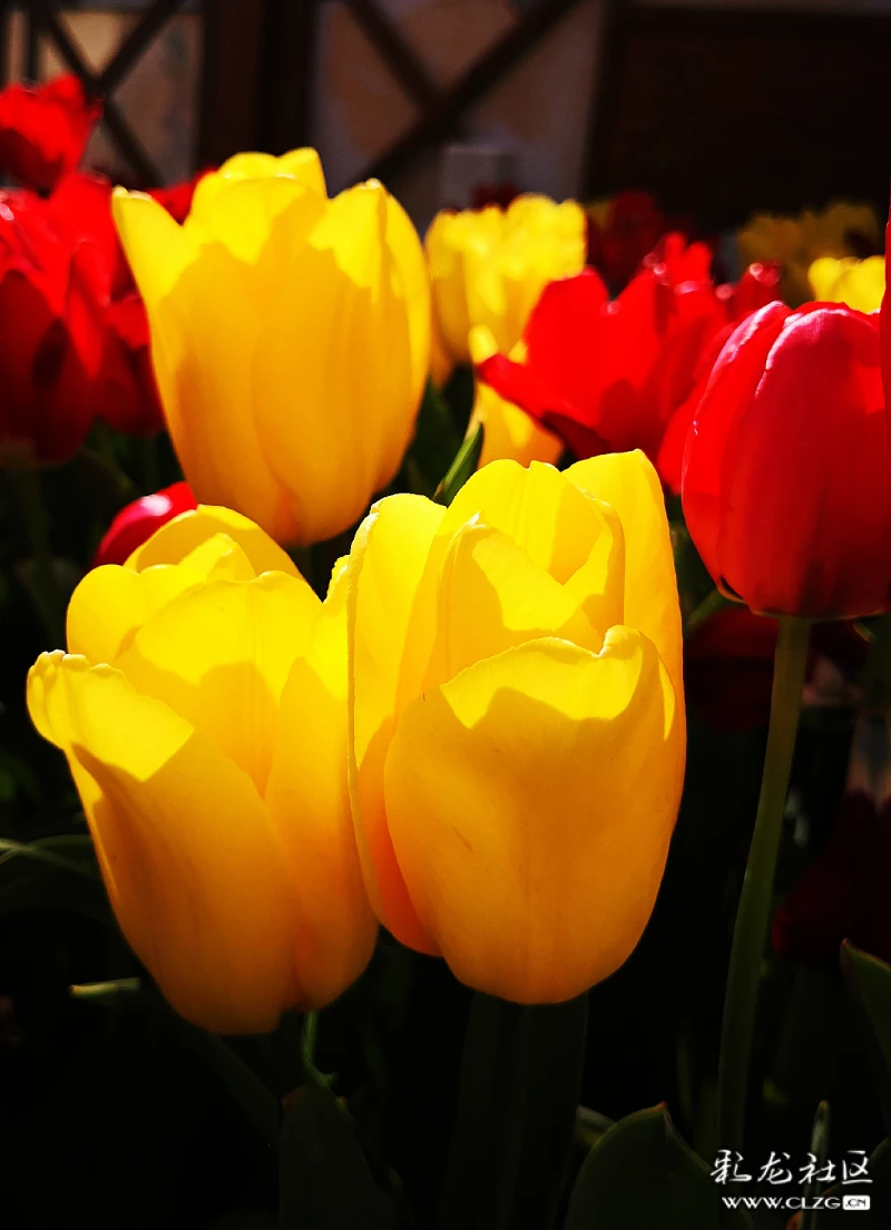 风信子红灯笼月月红