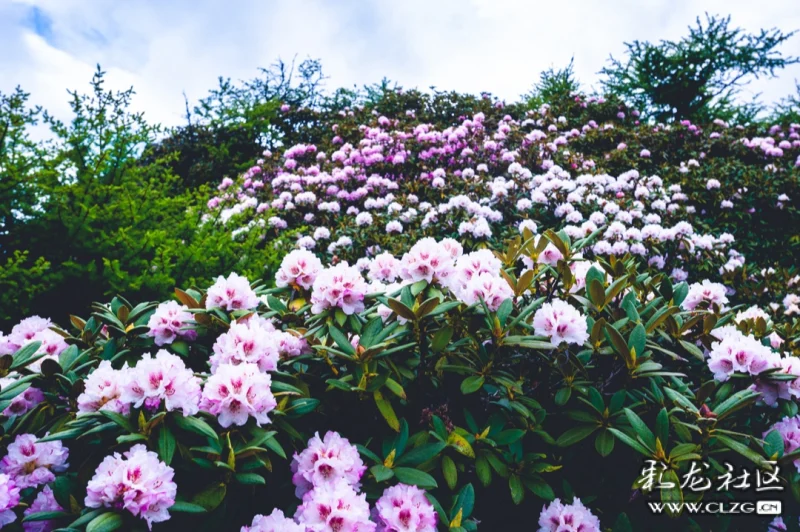 白马雪山天然的高山杜鹃花园