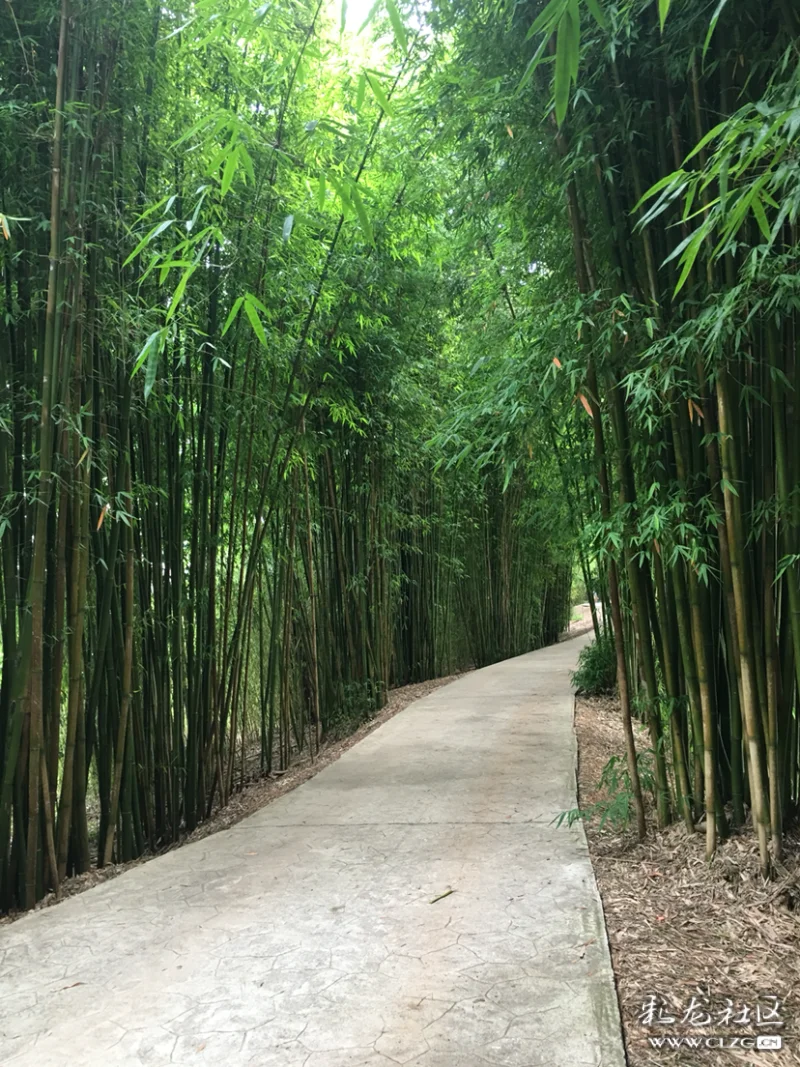 漂亮的竹林小道