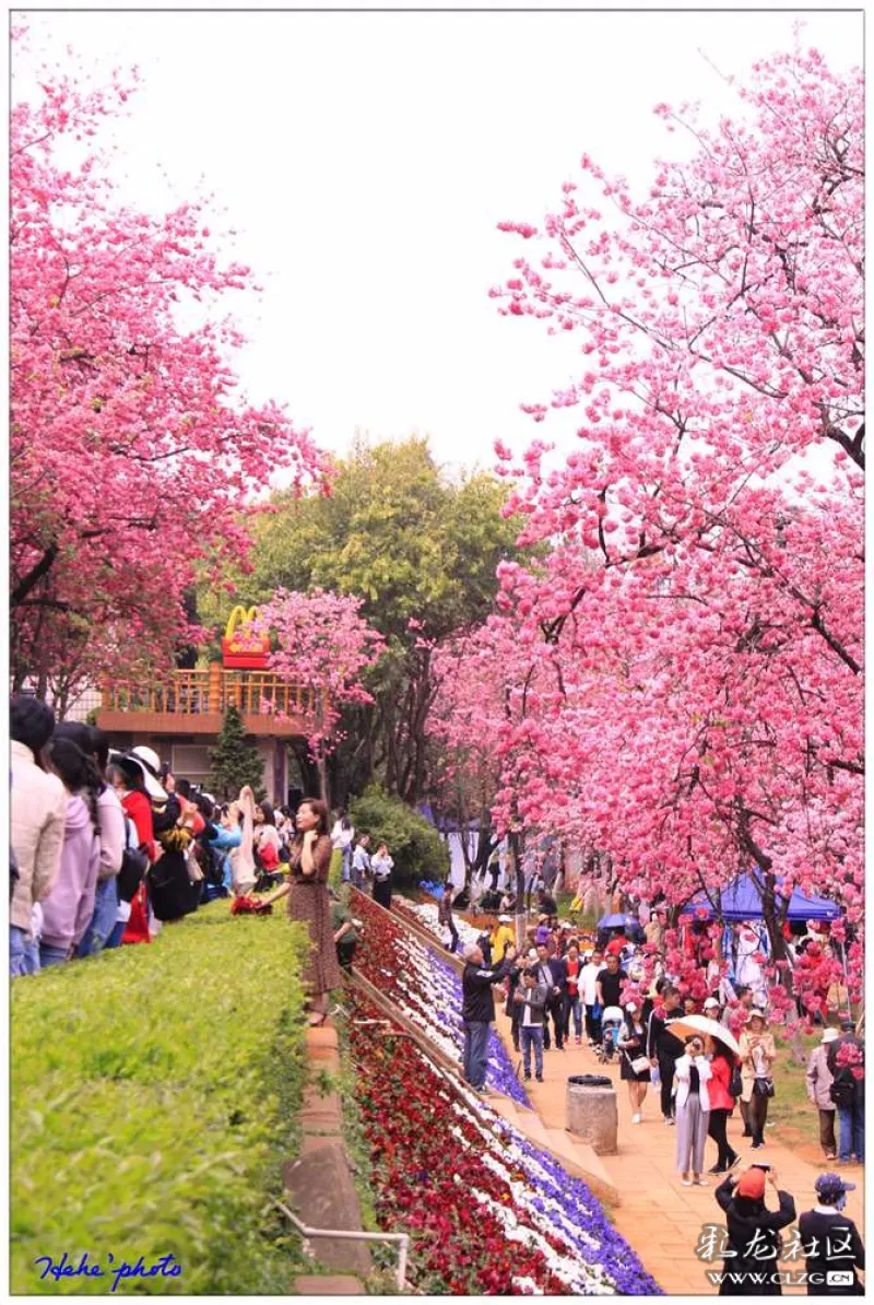 圆通花潮昆明圆通山樱花绽放