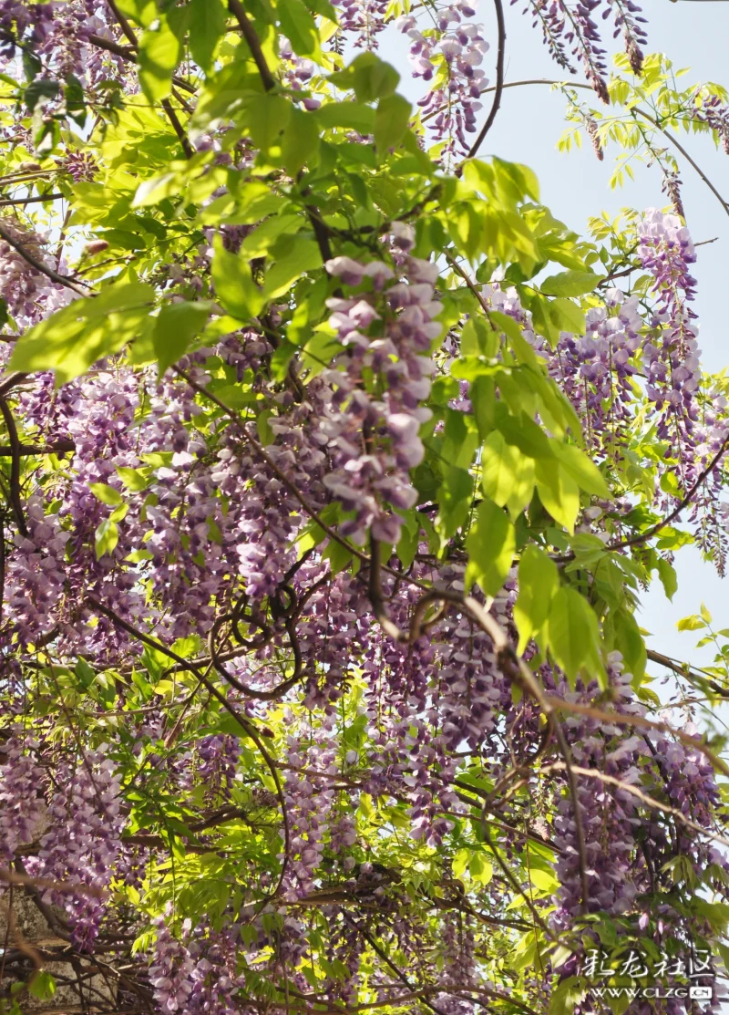 春去春会来紫藤花在开