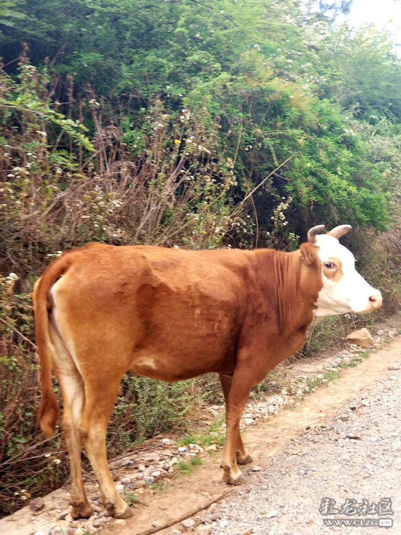 能够读懂我的还是这头艰辛的老牛