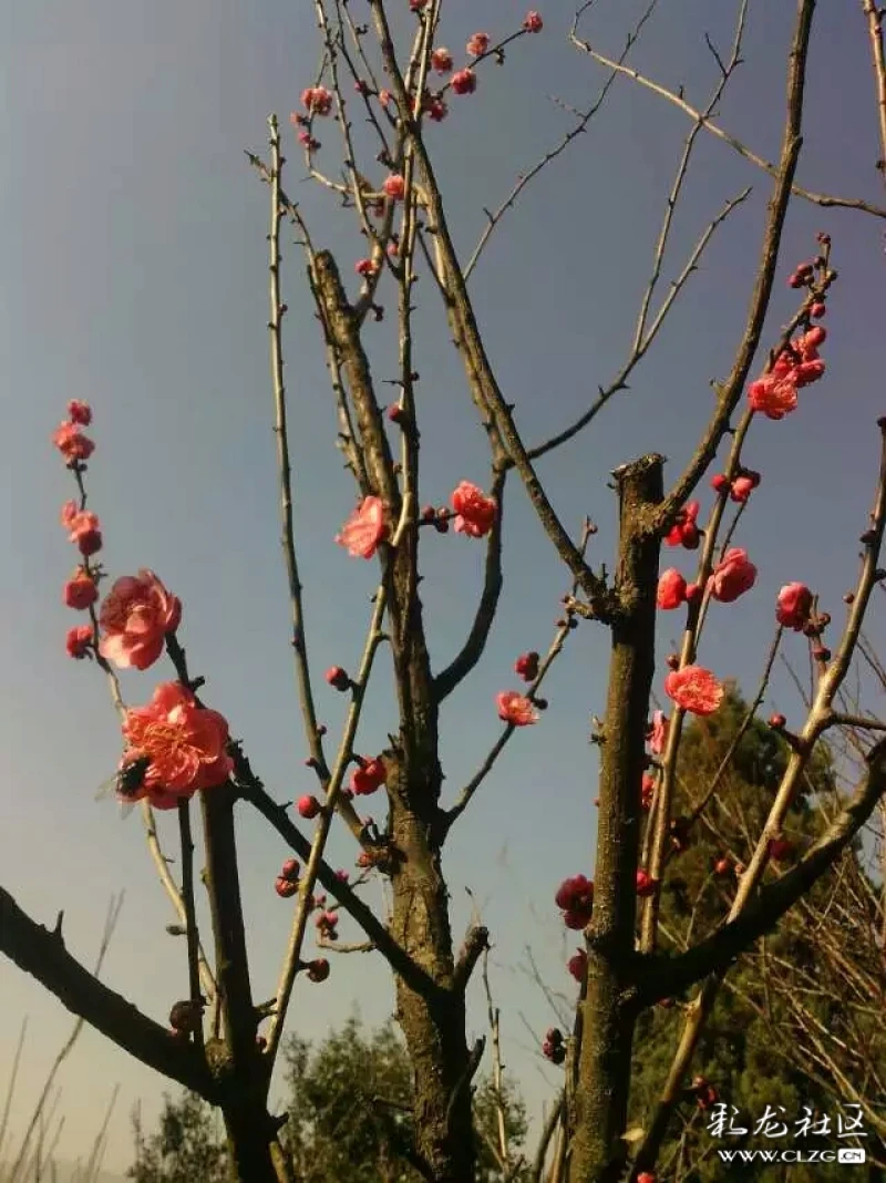 15年12月29日黑龙潭公园的梅花 --雪满山中高士卧,月明林下美人来