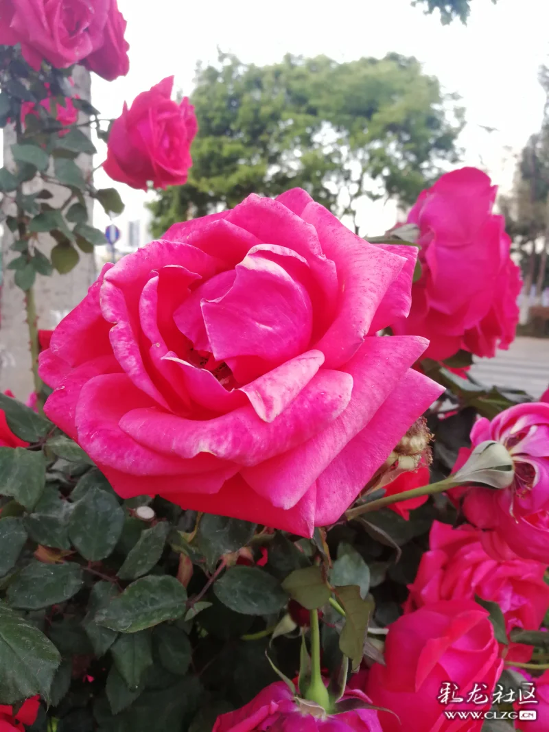 昆明路边的月季花