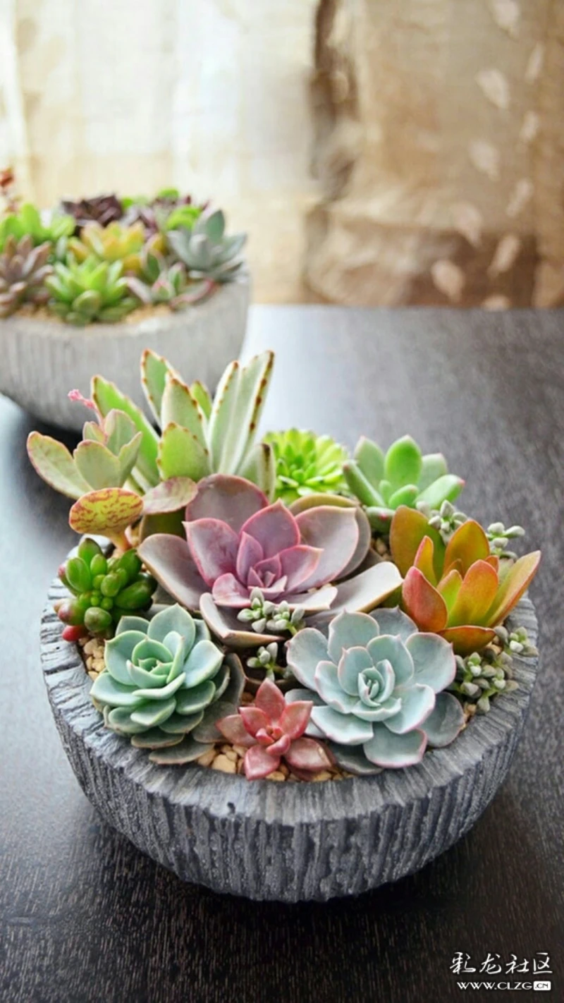 多肉盆栽养护身体健康心情好美化环境