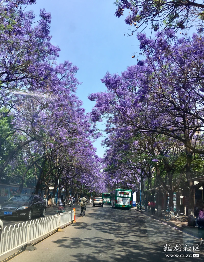 蓝花楹在绝望中等待爱情