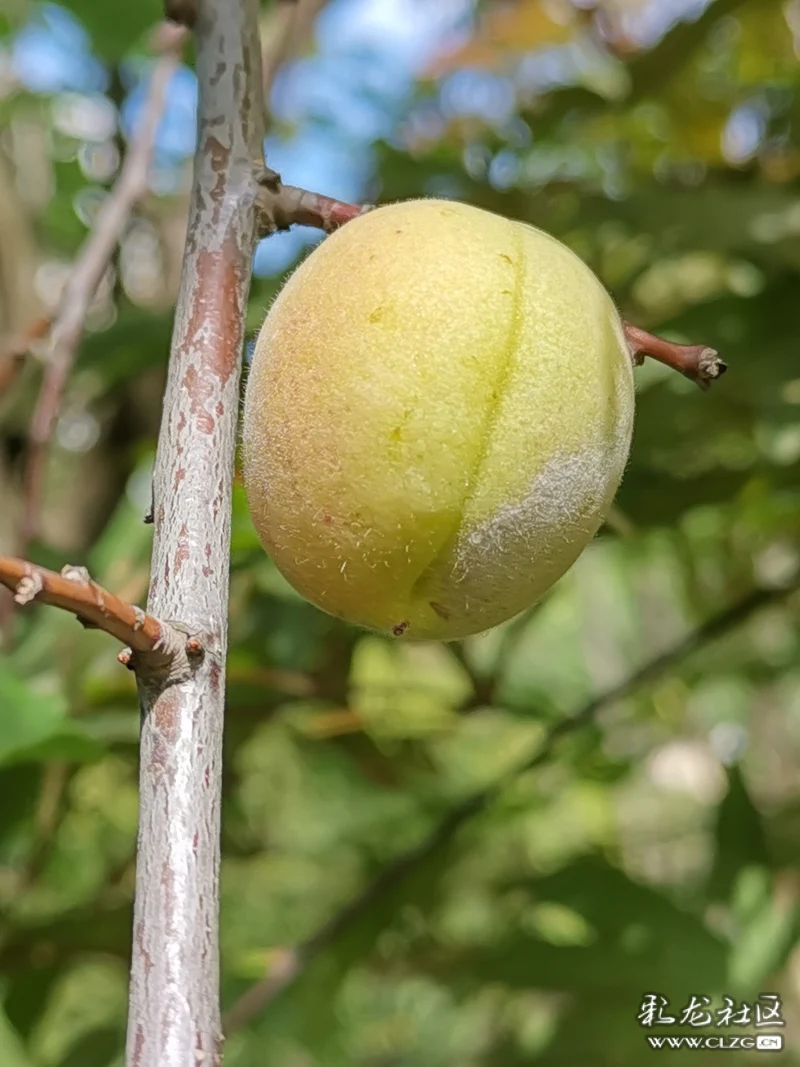 花开花落有结果野杏蔷薇科书上写的