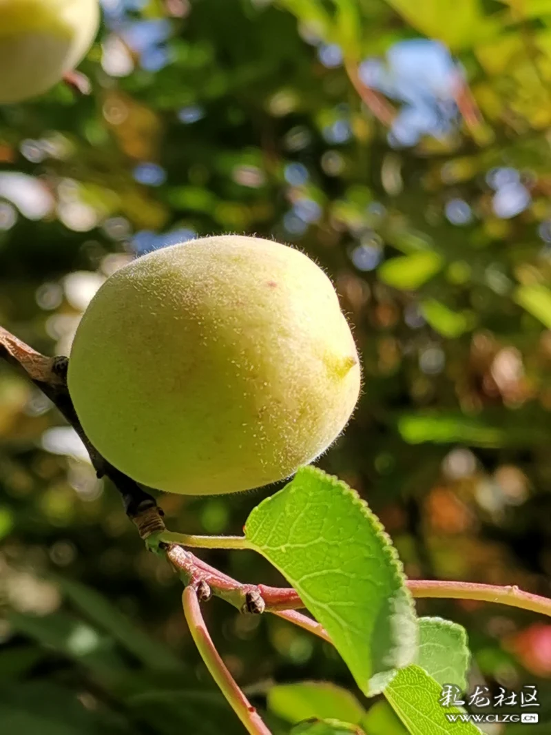 花开花落有结果野杏蔷薇科书上写的
