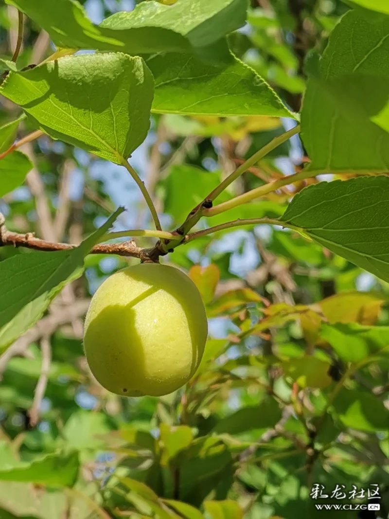 花开花落有结果野杏蔷薇科书上写的