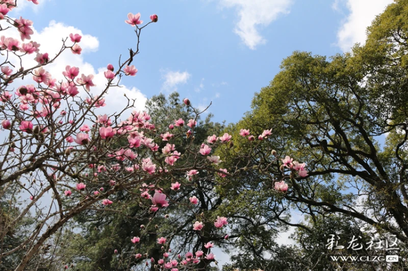 永平县宝台山国家森林公园有一种珍稀的佛花一一木莲花.