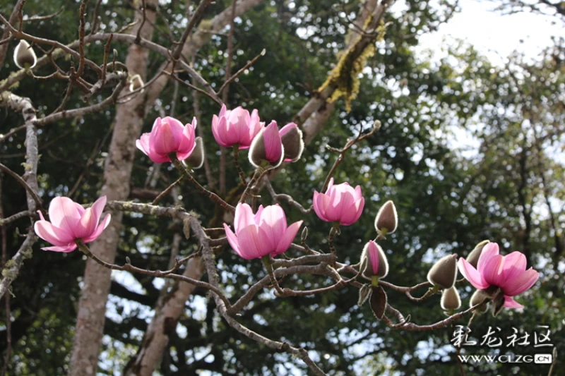 永平县宝台山国家森林公园有一种珍稀的佛花一一木莲花.