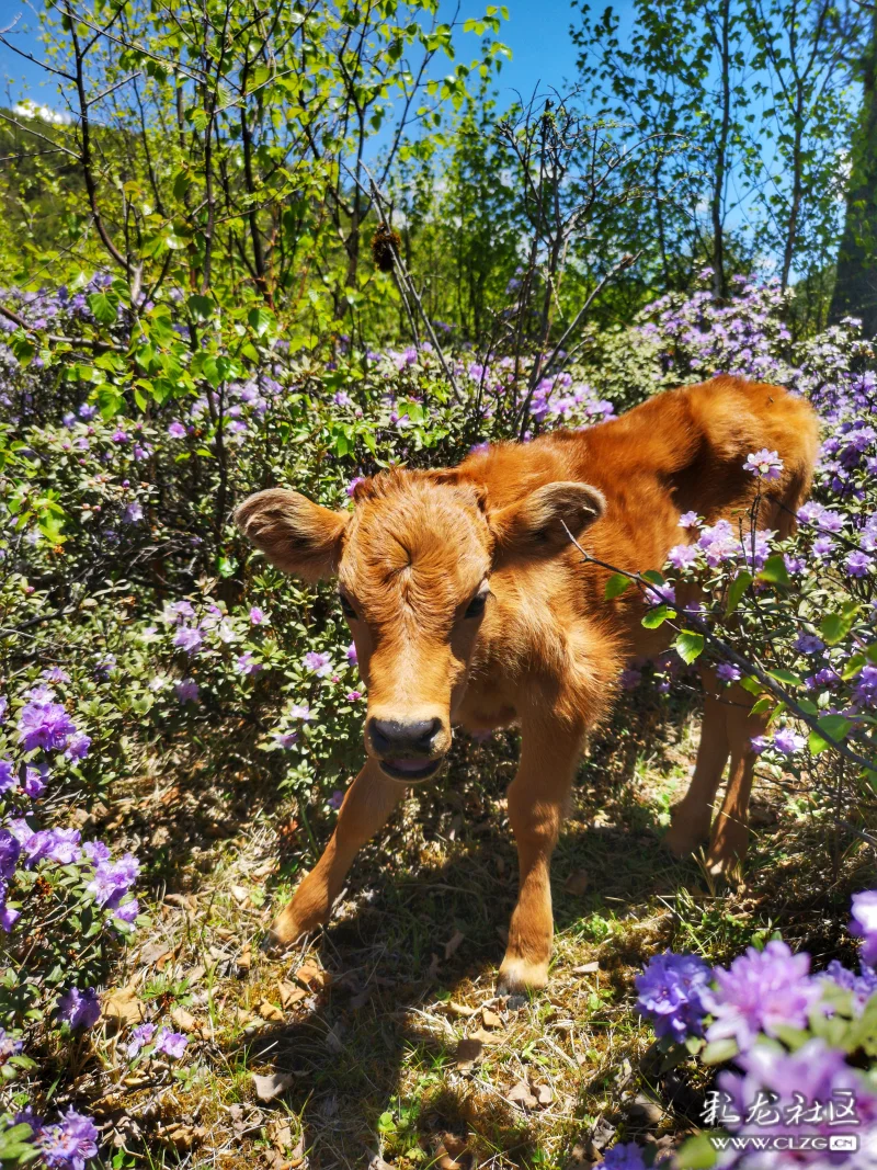 小中甸公路边粉紫色的杜鹃花和可爱的小牛犊遥看哈巴雪山路过剑川剑湖