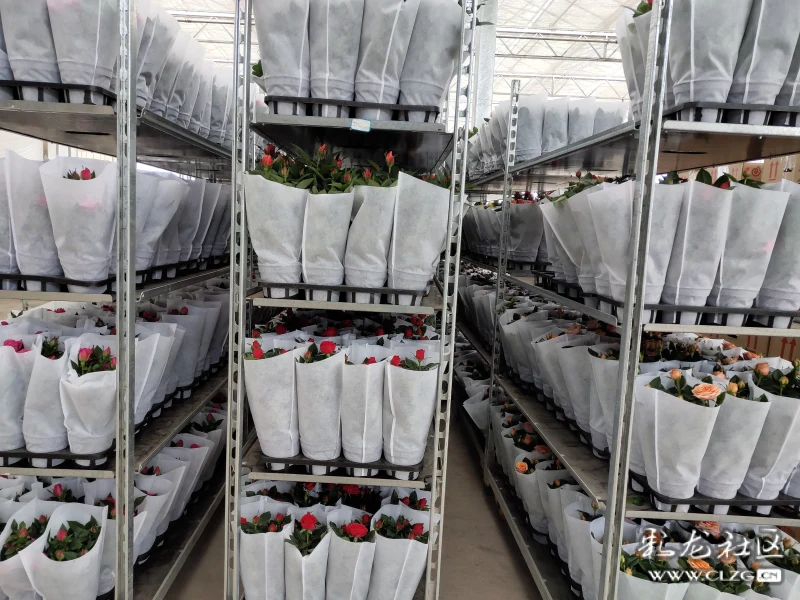 壮丽70年 奋斗新时代 | 晋宁迷你玫瑰助力“世界春城花都”建设发展