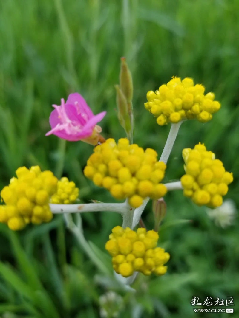马鞭草金钟罩狗尾巴