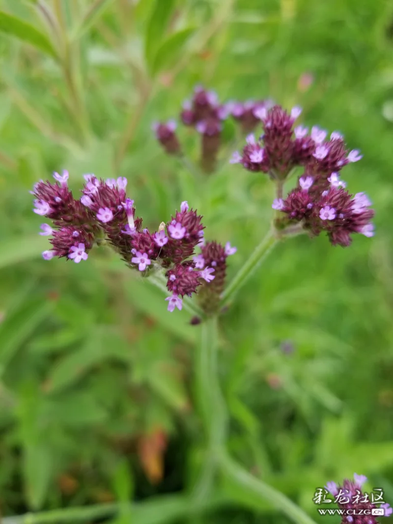 马鞭草金钟罩狗尾巴