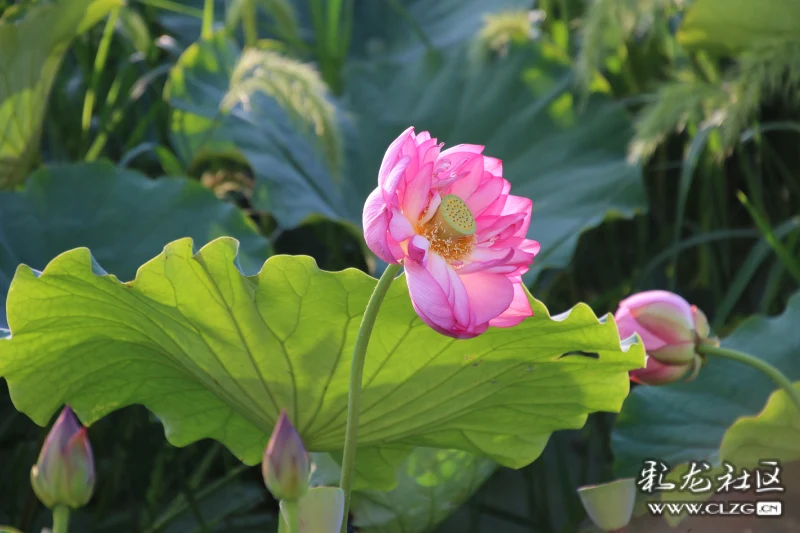 夏天到鹤庆草海看荷花