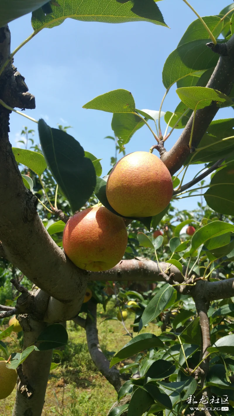 喜滋滋安宁摘红梨-彩龙社区