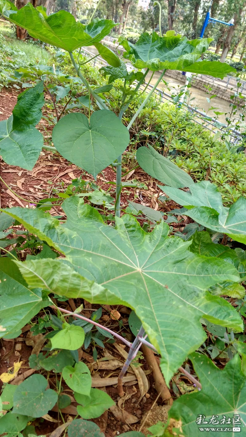 江边的野花野蓖麻