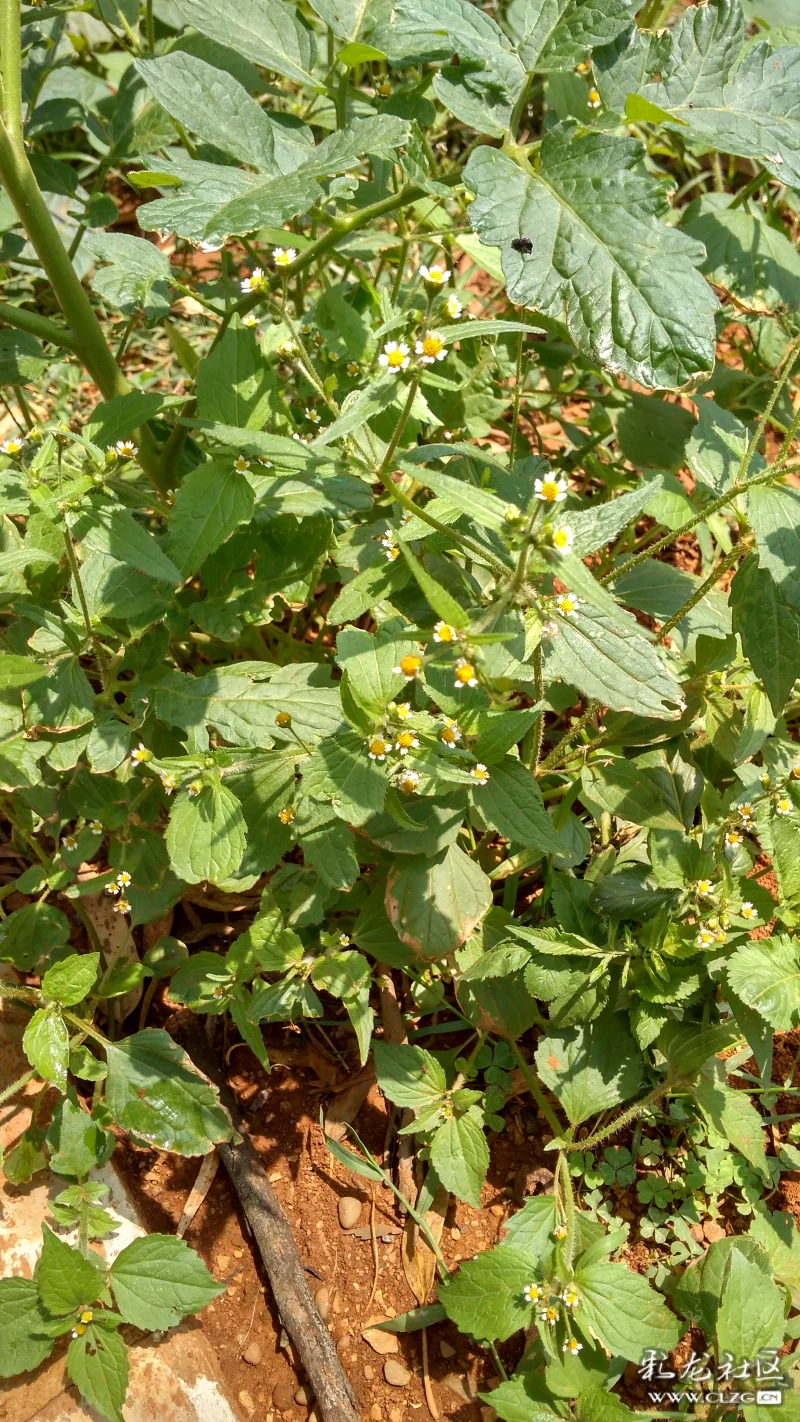 江边的野花辣子草