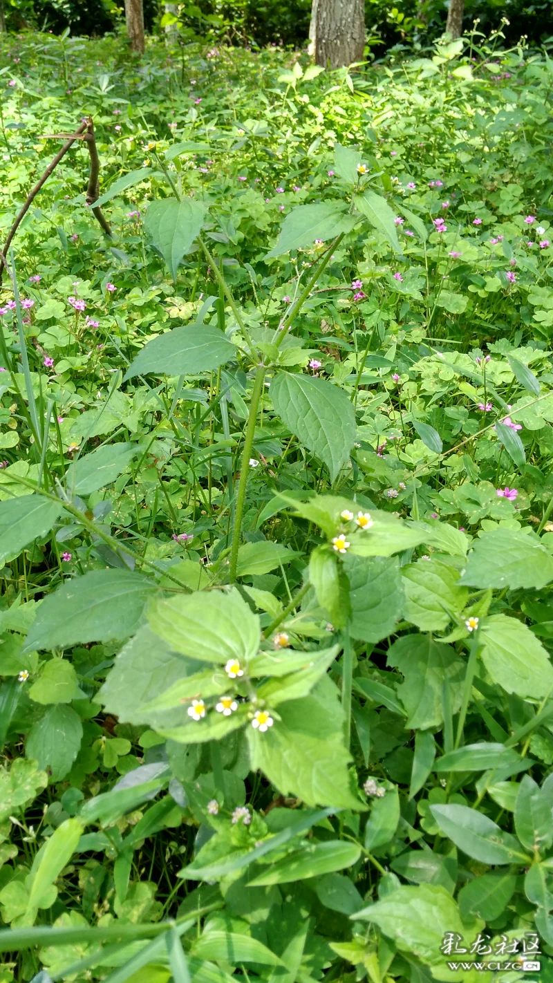 江边的野花辣子草