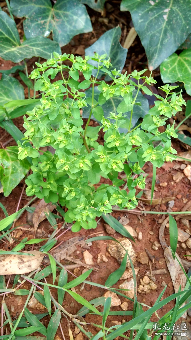 江边的野草奶浆草