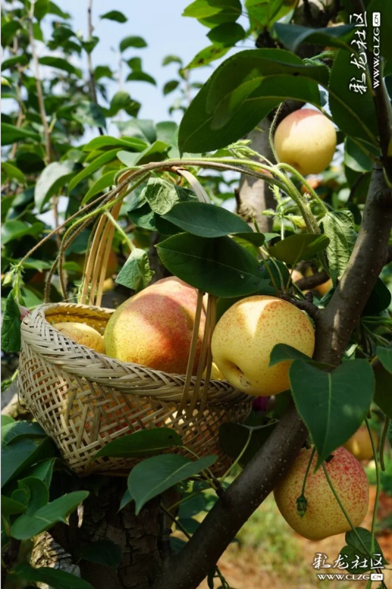 果实累累的安宁雁塔村