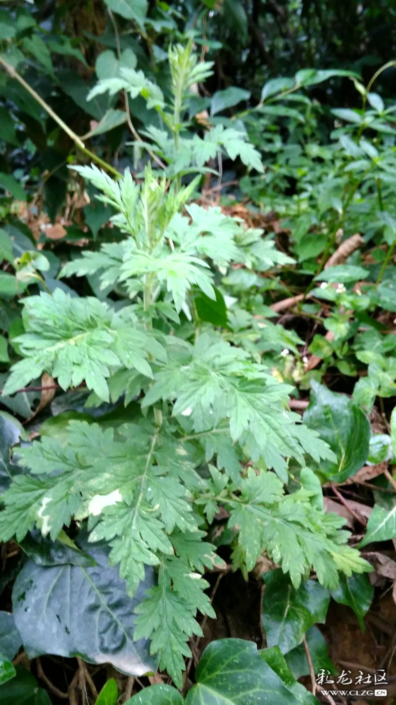 青蒿等蒿植物和苦蒿是親戚.