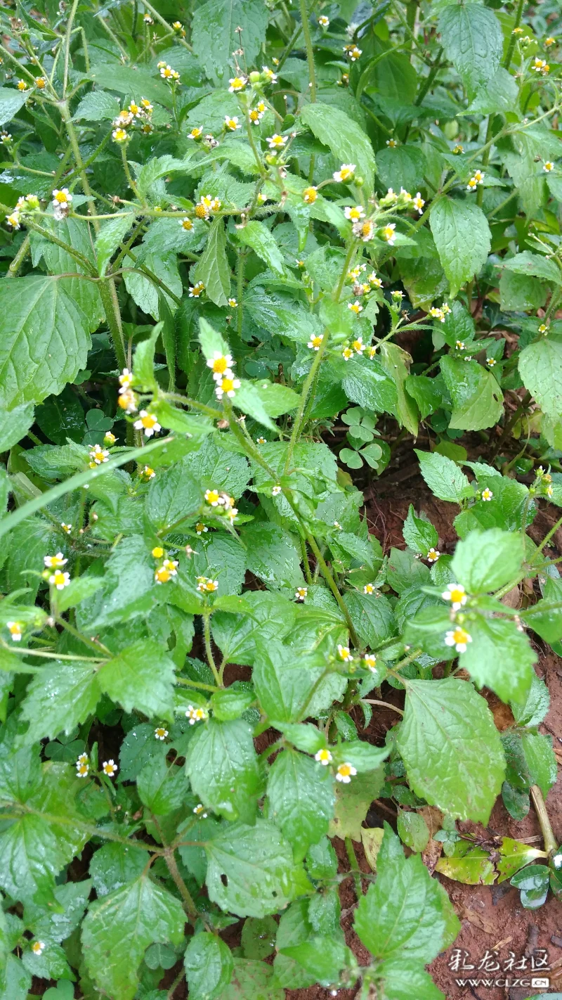 江边的野花辣子草