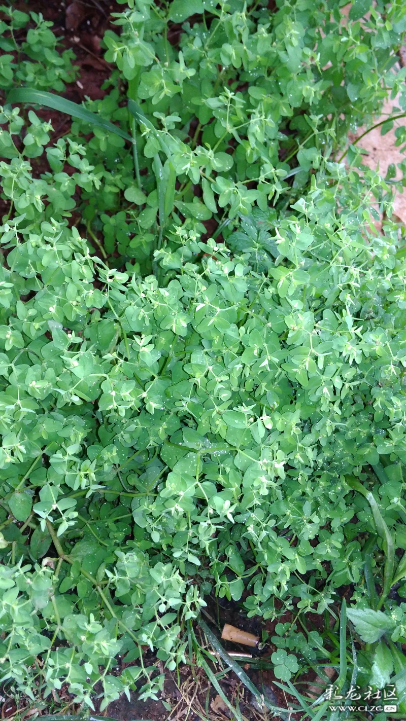 江边的野草奶浆草