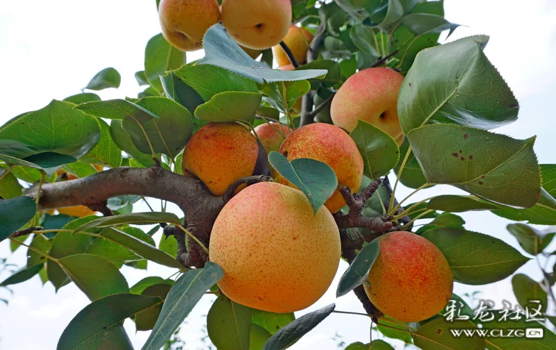 八月佳果安宁县街红梨