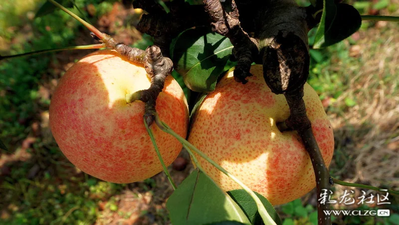 八月佳果安宁县街红梨