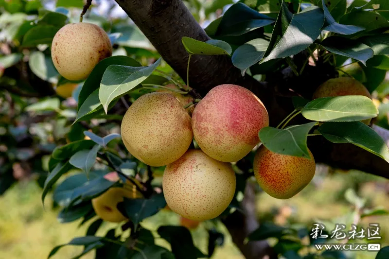 安宁县街的红梨熟了-彩龙社区