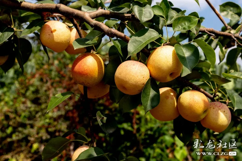 安宁县街的红梨熟了-彩龙社区