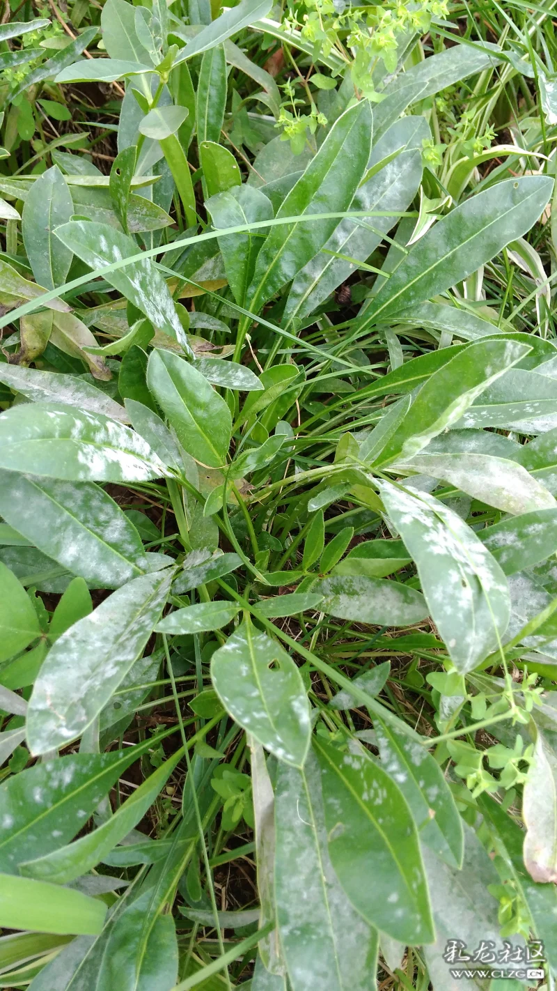 江边的野草车前草