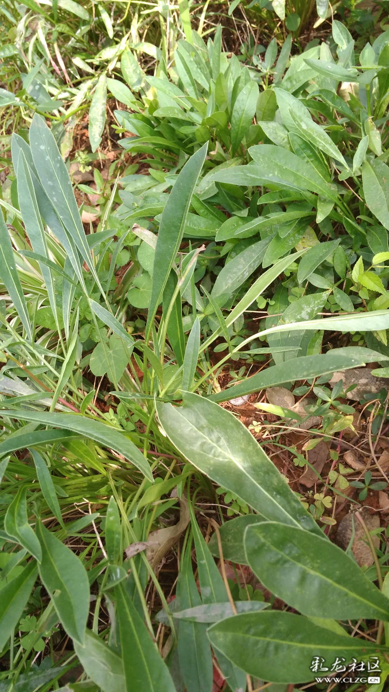 江边的野草车前草