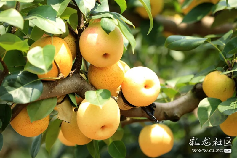 安宁县街雁塔村酸甜可口的红梨丰收-彩龙社区