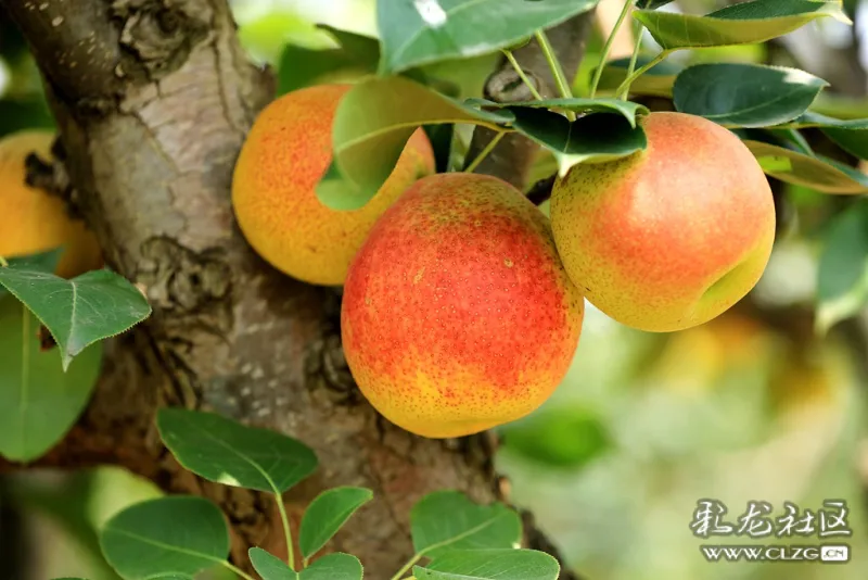 安宁县街雁塔村酸甜可口的红梨丰收-彩龙社区