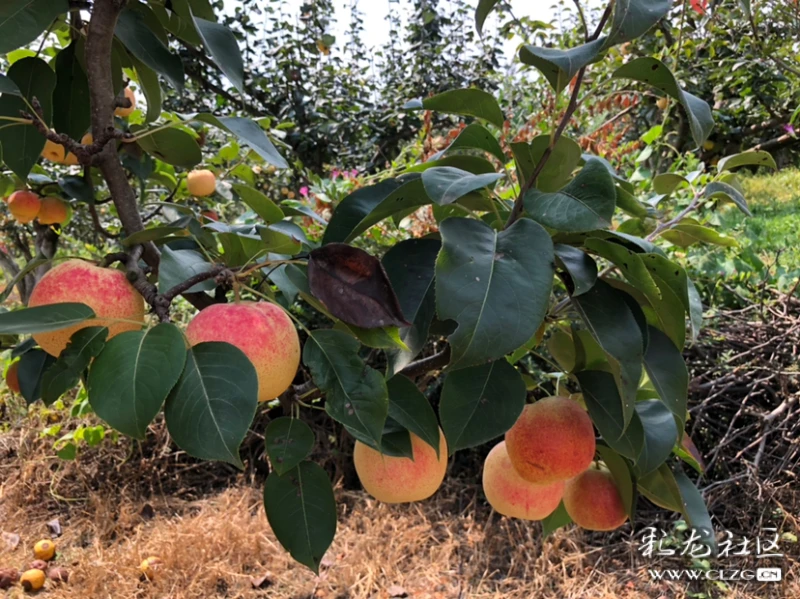 安宁县街雁塔村的红梨酸甜可口