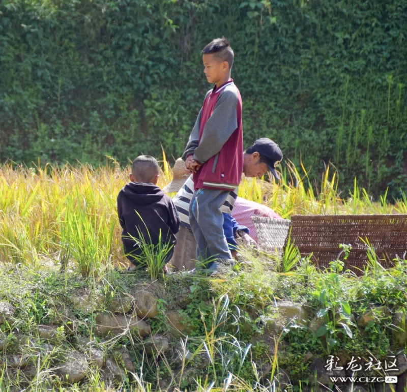 童子军上阵那也是半个劳动力