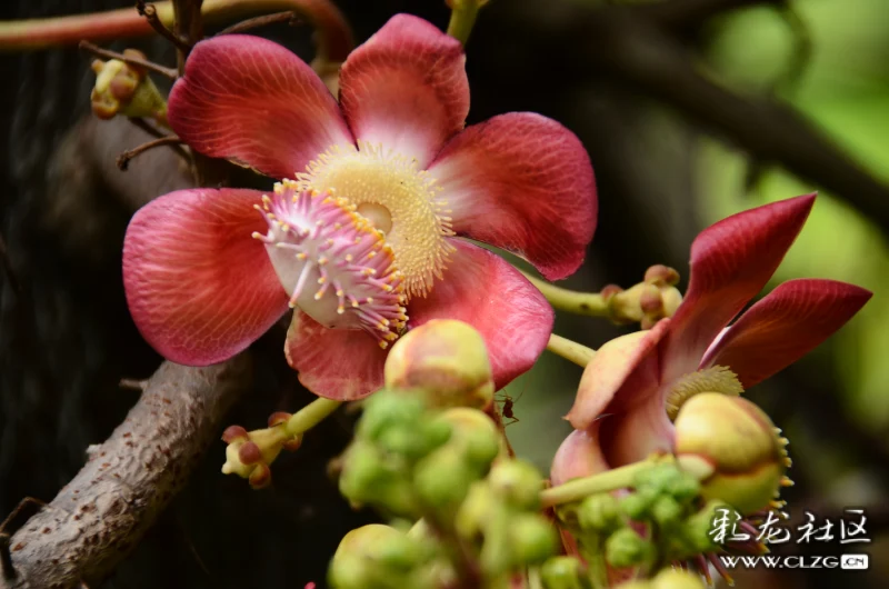 炮彈花