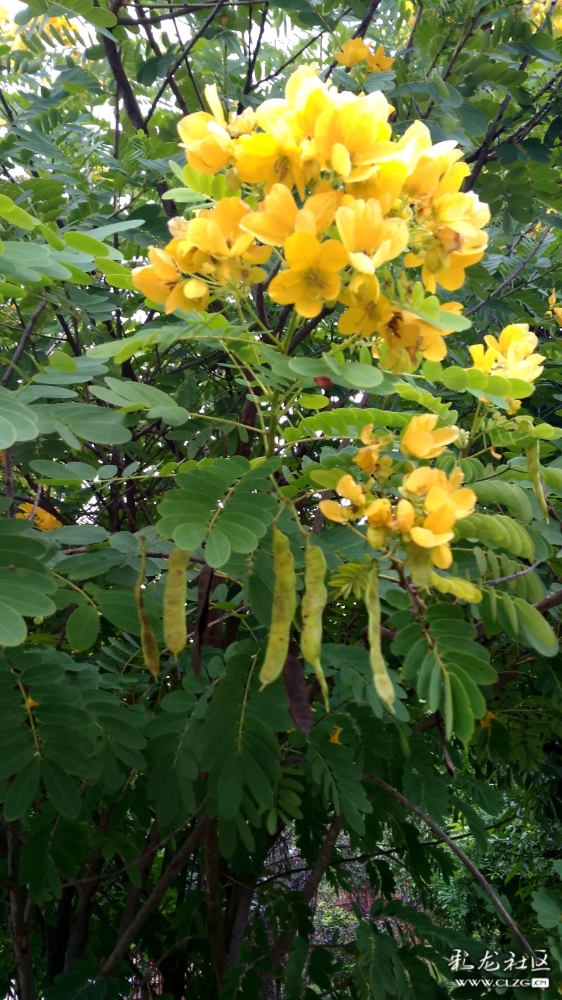 黄槐树开出黄金花