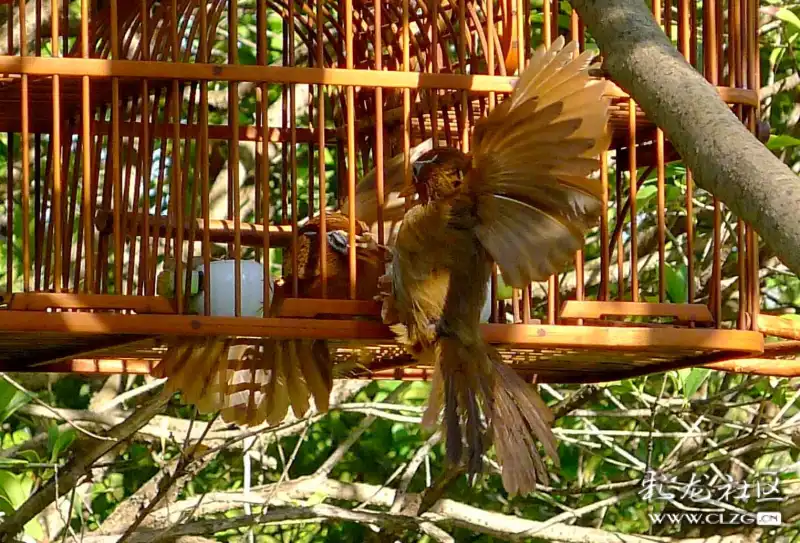 摄影故事《笼内笼外》