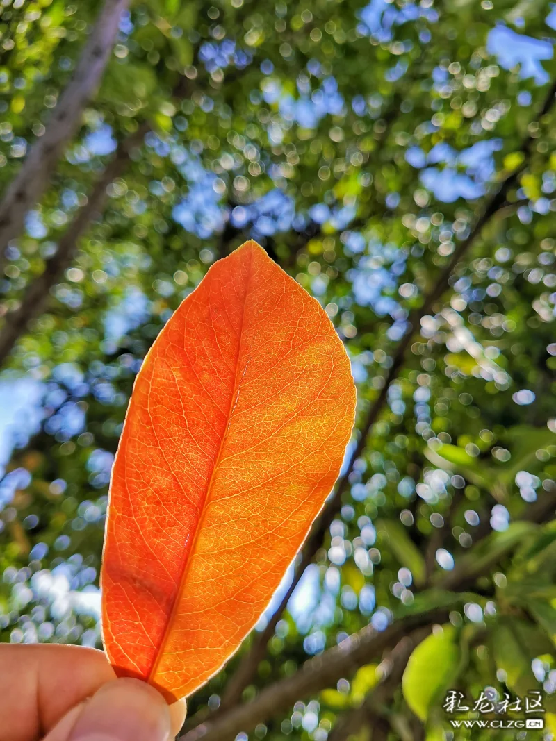 捡一片树叶对着树梢丛中的阳光可以拍出漂亮的光斑背景