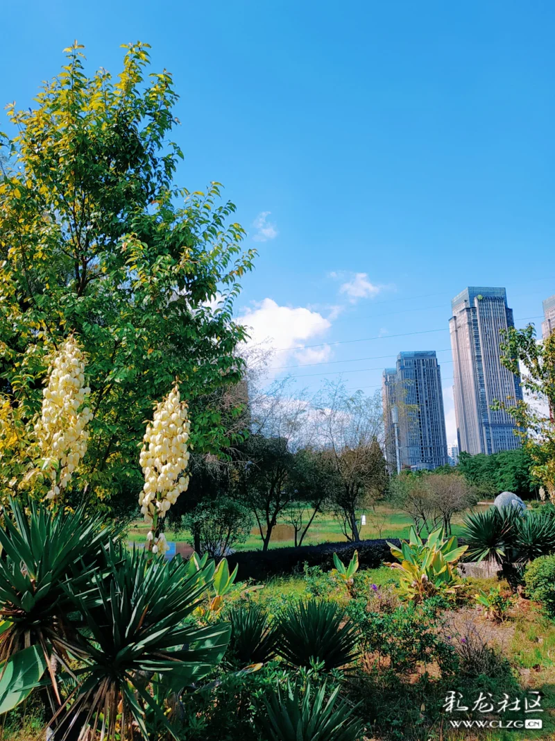 春融公园的秋色