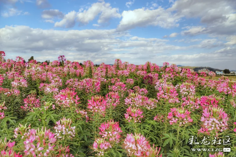 再游花仙子醉蝶花海林下花海